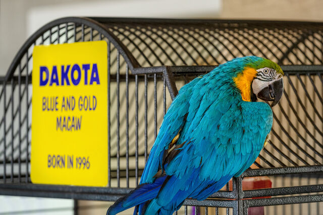 Don’t forget to say hello to Dakota, Plim Plaza’s chatty mascot.